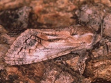 Coryphodema tristis